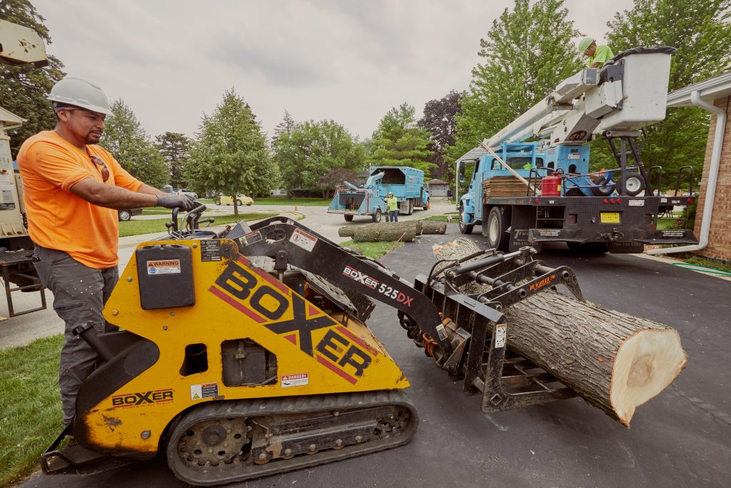 You are viewing The Importance Of Investing In A Professional Tree Removal Service